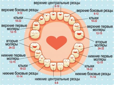 Как растут зубы у детей схема