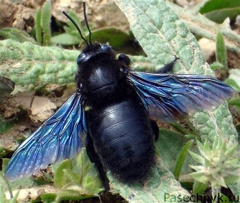 Черная пчела с синими крыльями