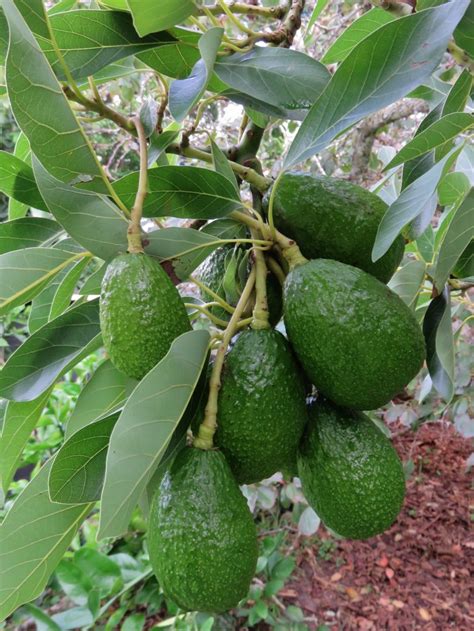 Авокадо дерево фото