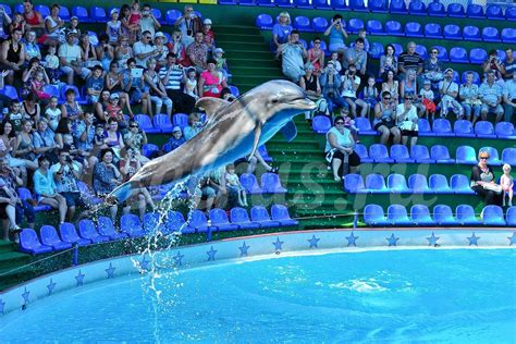 Адлер дельфинарий цены 2023