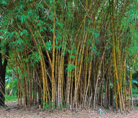 Бамбук это дерево