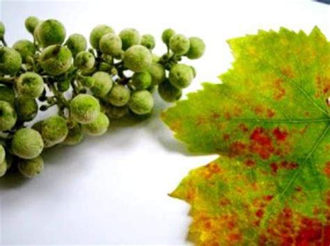 Болезни винограда и их лечение