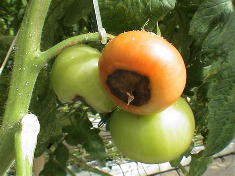 Болезни помидор фото и описание