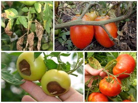 Болезни томатов фото листьев