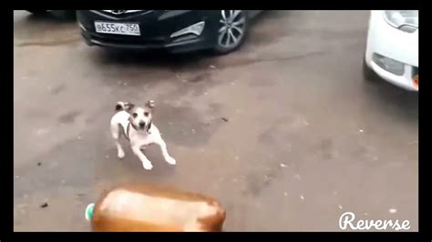 Видео собака