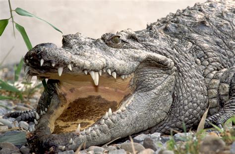 Виды крокодилов