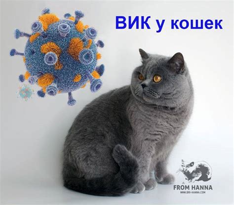 Вирус иммунодефицита кошек