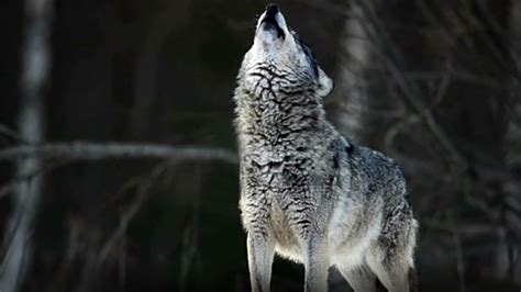 Вой волка слушать громко