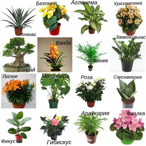 Все комнатные растения с фото и названиями от а до я