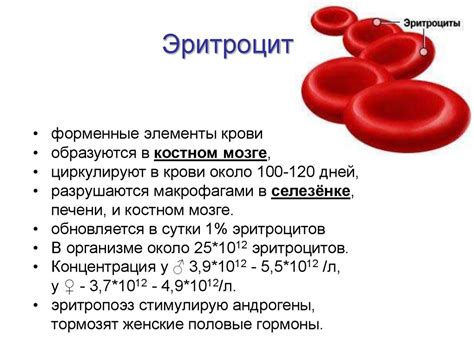 Высокие эритроциты в крови