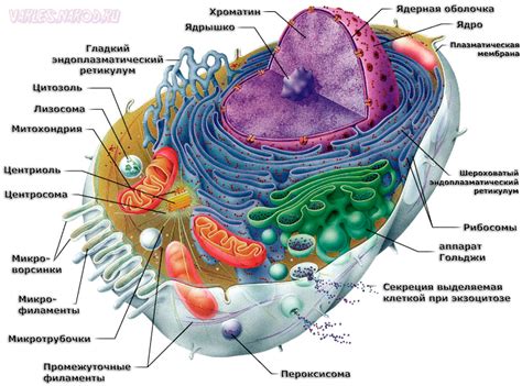 Выявите главнейшие клеточные структуры животной клетки и охарактеризуйте их функции