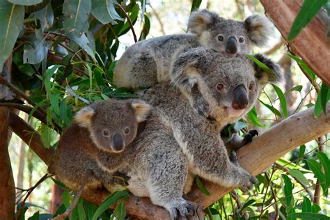 Где живет коала