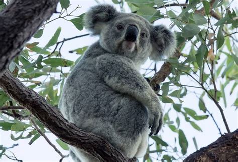 Где живет коала
