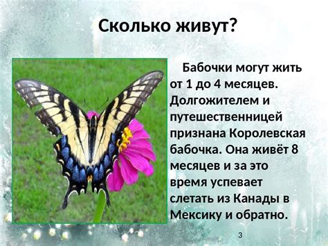 Где живут бабочки