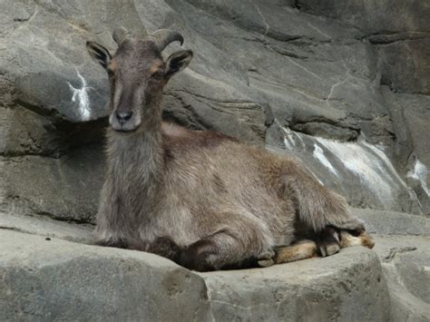 Гималайский козел 5 букв