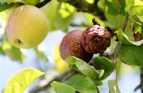 Гниют яблоки на дереве в чем причина и как исправить
