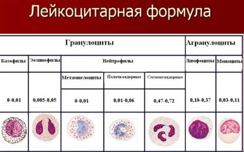 Гранулоциты в анализе крови