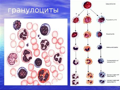 Гранулоциты в анализе крови