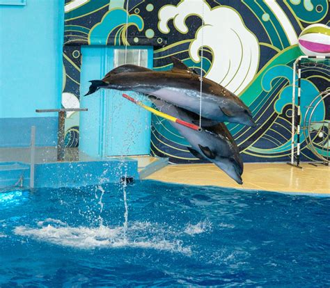 Дельфинарий сочи официальный сайт