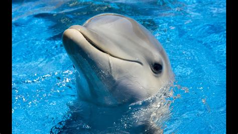 Дельфинарий тюмень