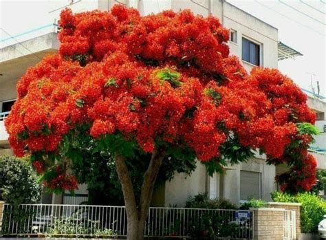 Дерево с красными цветами