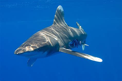 Длиннокрылая акула