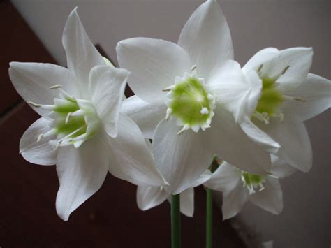 Домашний цветок с белыми цветами