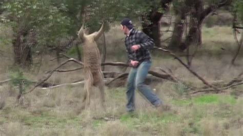 Драка с кенгуру