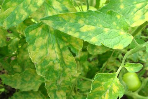 Желтые пятна на листьях помидор в теплице что это и чем лечить
