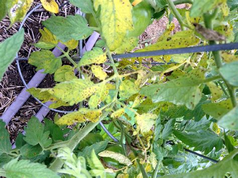 Желтые пятна на листьях помидор в теплице что это и чем лечить