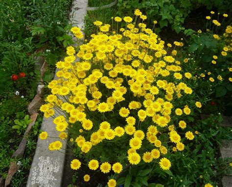 Желтые садовые цветы многолетники фото и названия