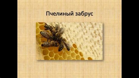 Забрус пчелиный применение отзывы