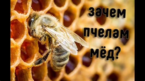 Зачем пчелам мед