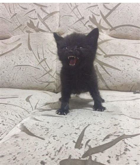 Злой котенок