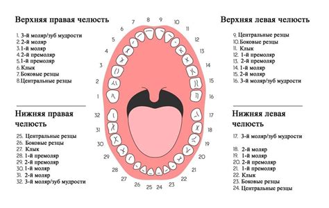 Зубной ряд