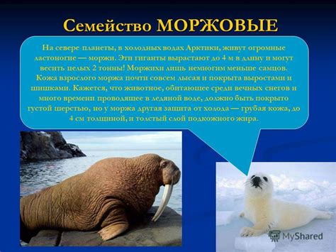 Известно что морж полуводное млекопитающее отряда ластоногие используя эти сведения выберите верное