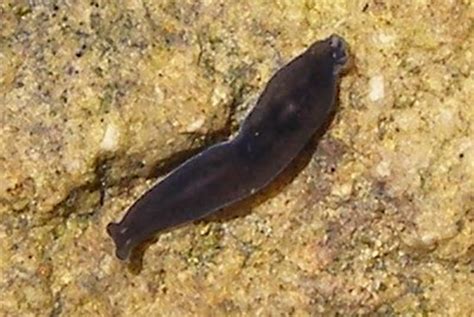Известно что черная планария хищный плоский червь ведущий ночной образ жизни используя эти сведения