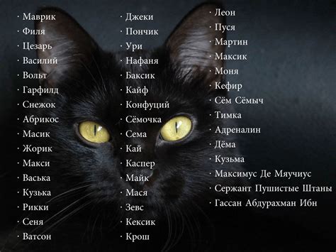 Имя для черного кота