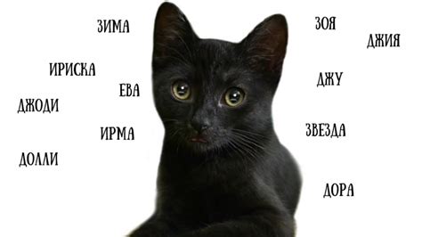 Имя для черного кота