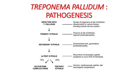 Исследование на treponema pallidum