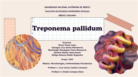 Исследование на treponema pallidum