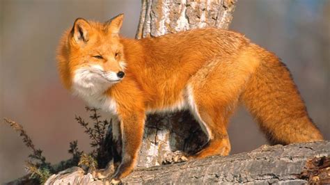 К каким животным относятся лисы