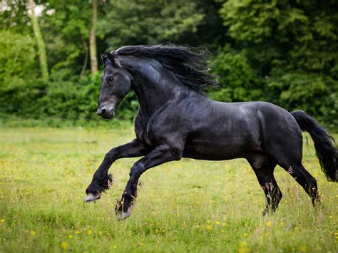 К чему снится черный конь