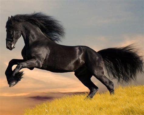 К чему снится черный конь