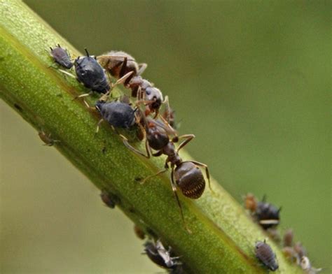 Как вывести муравьев с грядки