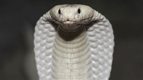 Как выглядит кобра