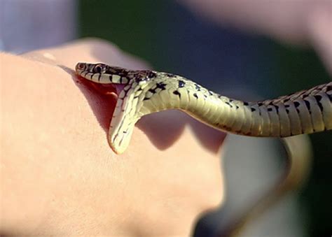 Как выглядит укус змеи фото