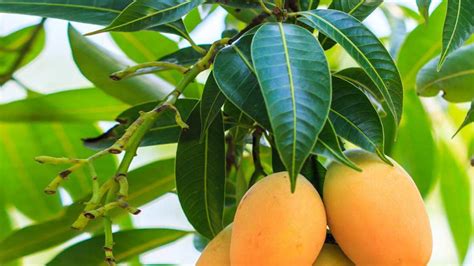 Как вырастить манго дома