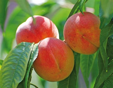 Как вырастить персик