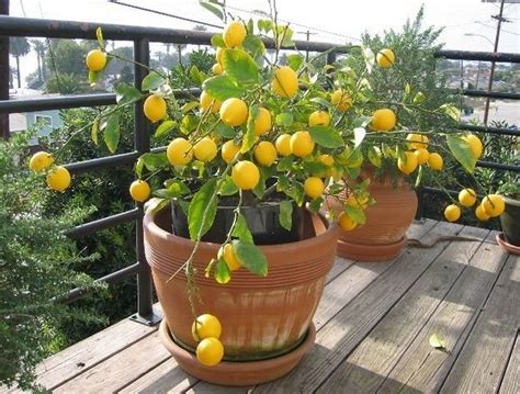 Как выращивать лимон в домашних условиях на подоконнике